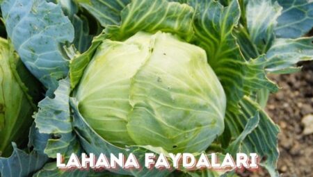 Lahananın Faydaları